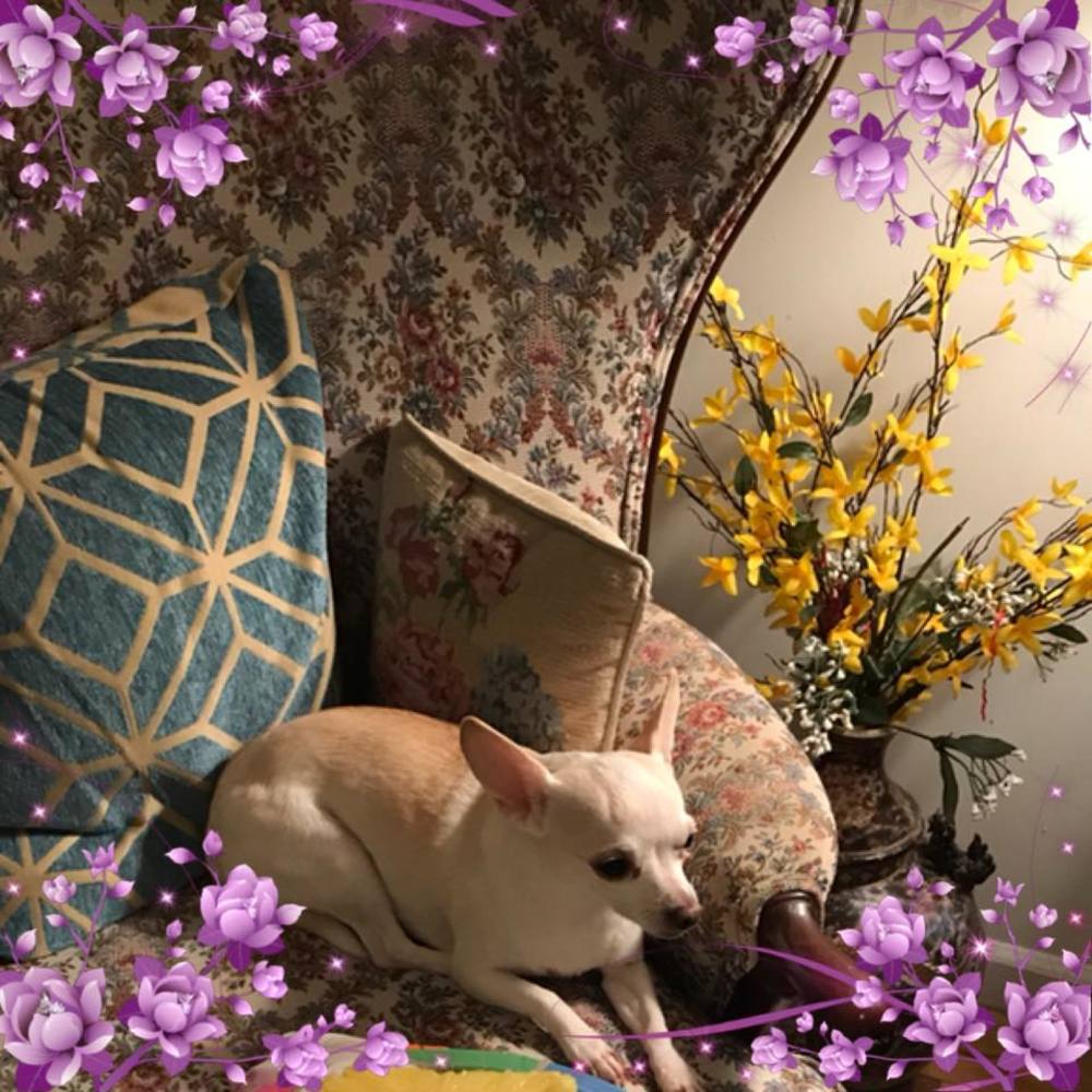 Meet your Posher, Jennifer